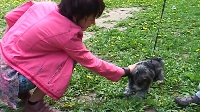 Канал ОТС про беспричинный лай на прохожих смотреть онлайн