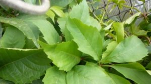 Как вырастить красивую, живую изгородь из девичьего винограда.