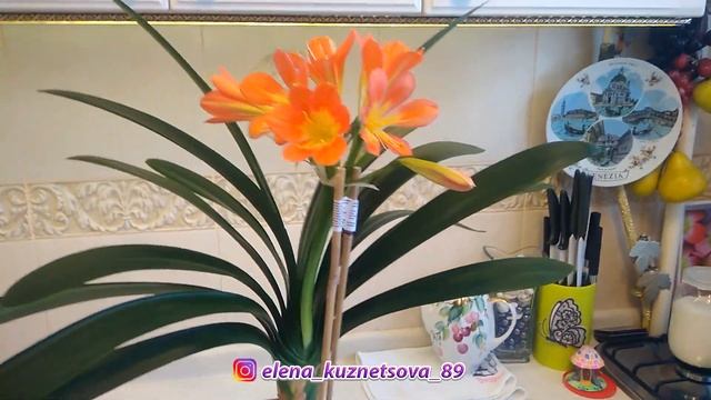 Кливия. Уход и цветение в домашних условиях! смотреть онлайн