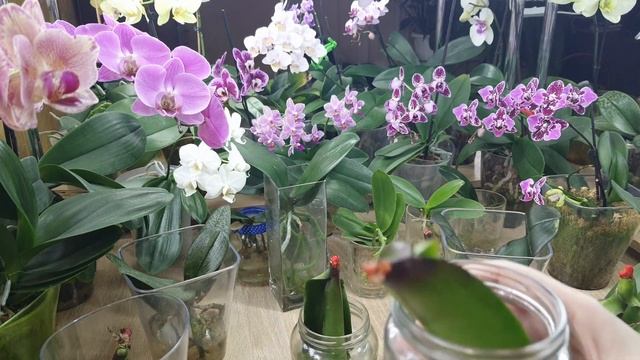 Наращивание корней у орхидеи листьями в воде. Причины и условия такого способа. Часть 1 смотреть онлайн