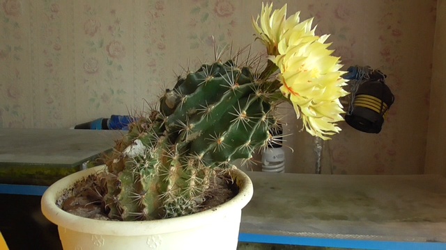 Цветёт кактус в августе, у кактуса жёлтые цветы