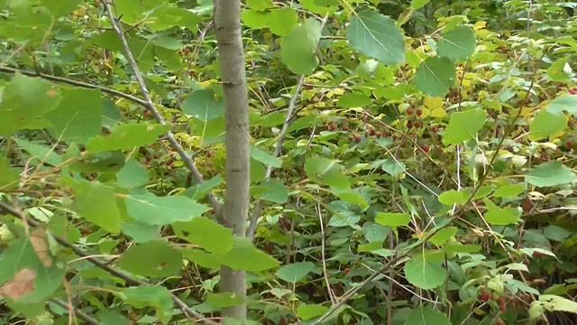 Лесная малина смотреть онлайн