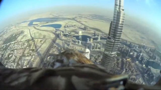 Нацепили на орла камеру... вид с птичьего полета на Дубай... смотреть всем..