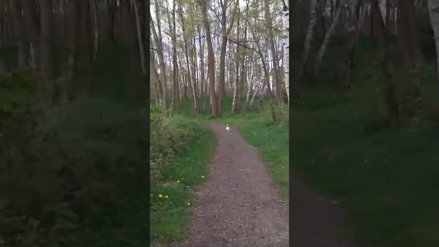 Загородная прогулка"Джек Рассел" смотреть онлайн