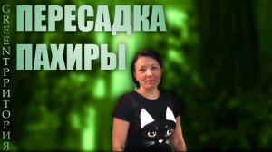 ПЕРЕСАДКА ПАХИРЫ - комнатные растения, обзор