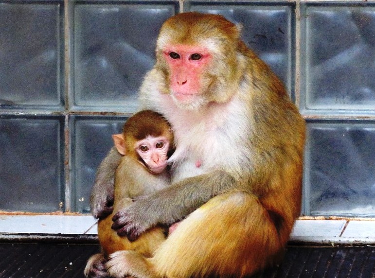 Питомник обезьян в Сухуме. Абхазия. смотреть онлайн