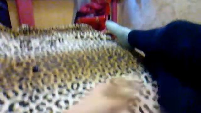 Хрюкающяю крыса смотреть онлайн