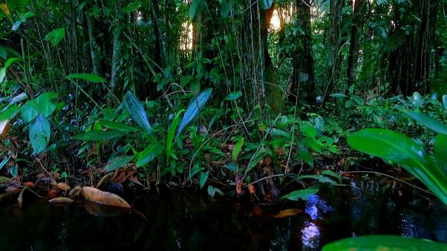 Nature In French Guiana