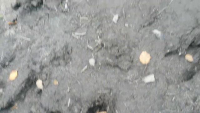 Следы кабанов и волков за деревней 2014г смотреть онлайн