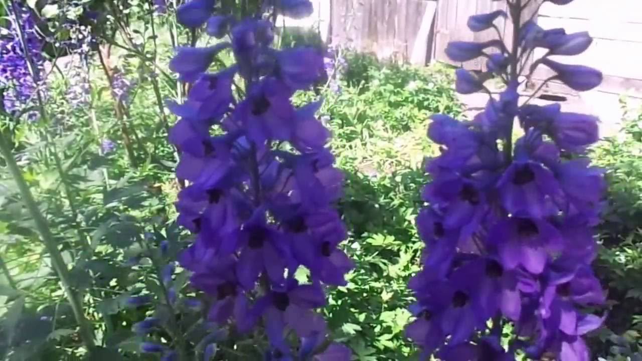 Дельфиниум - Выращивание и Уход за Многолетним Растением на Своем Приусадебном Участке на Урале. смотреть онлайн