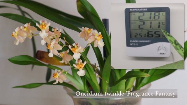 Care Guides - Oncidium Twinkle // #CareCollab смотреть онлайн