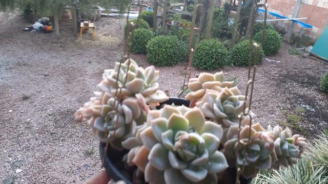 echeveria Mauna brasileira e passeio pelas suculentas 🌵 смотреть онлайн