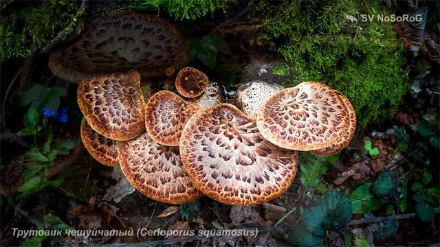 Трутовик чешуйчатый (Cerioporus squamosus) смотреть онлайн