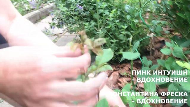 посадка саженцев роз из питомников РОЗА ПОЧТОЙ и ВДОХНОВЕНИЕ, обзор старых роз из сада смотреть онлайн