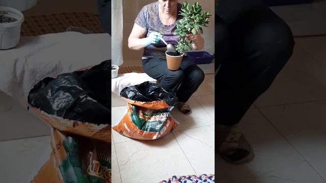 Пересадка денежного дерева смотреть онлайн