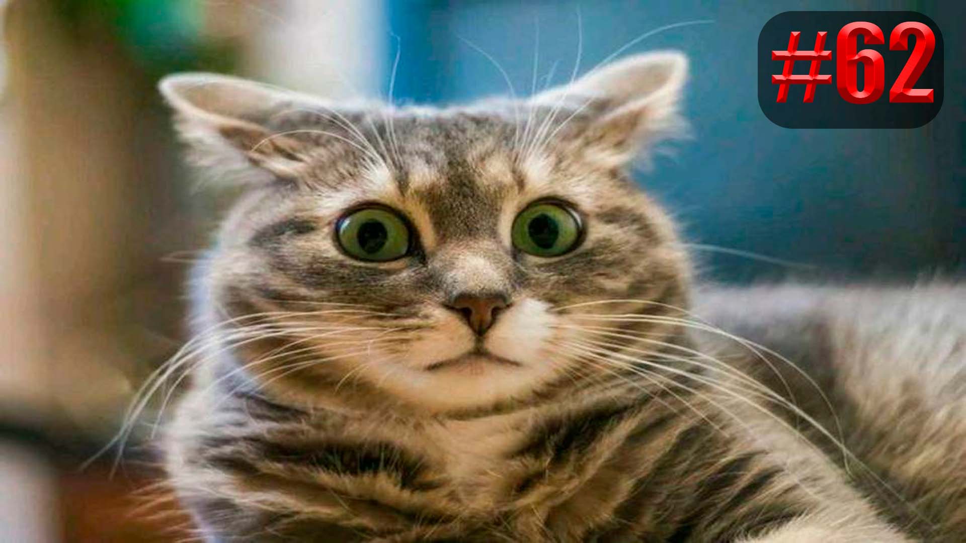 601 секунда Смеха ?? Смешных моментов | приколы лучшие до слез ?? 2022 Смешные коты #62 смотреть онлайн