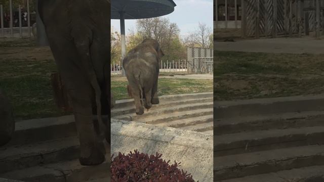 Слон Киевский зоопарк 2019 смотреть онлайн
