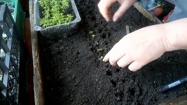 АГЕРАТУМ - первая пикировка.  AGERATUM - The First Pick.