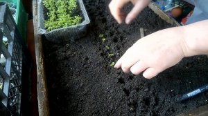 АГЕРАТУМ - первая пикировка.  AGERATUM - the first pick.