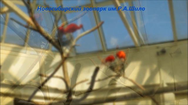 Парочки алых ибисов 22.04.2021 смотреть онлайн