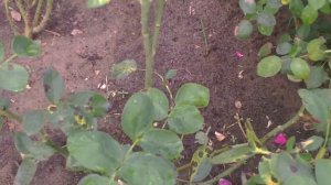 Роза чайно-гибридная  сорт Биг Перпл ( Big Purple ).Видео обзор сорта