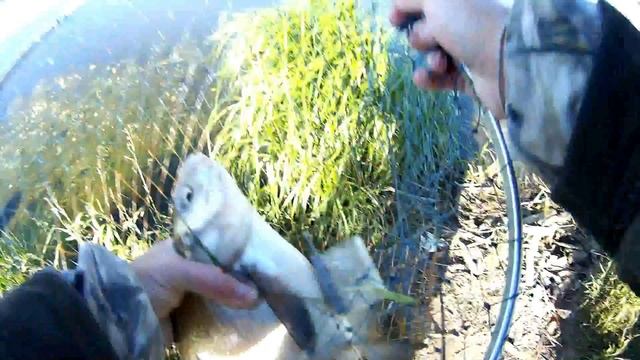 Ловля трофейного леща, на фидер в июне 2, нижняя Москва – река. смотреть онлайн