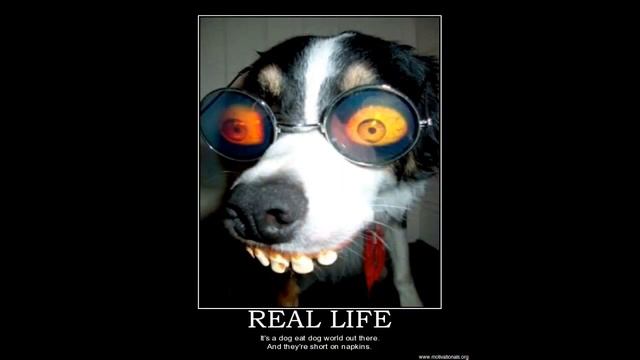 смешные прикольные английские собаки на фото смотреть онлайн