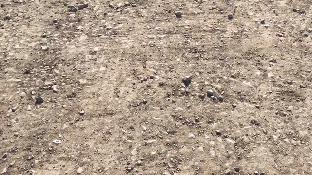 Выставка голубей в Кемерово ( все как есть) смотреть онлайн