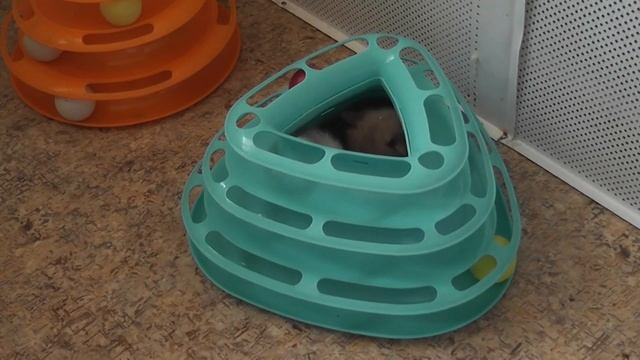 Котята Мохнатые Пузята. смотреть онлайн