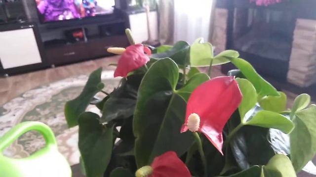 Помогите спасти Антуриум смотреть онлайн