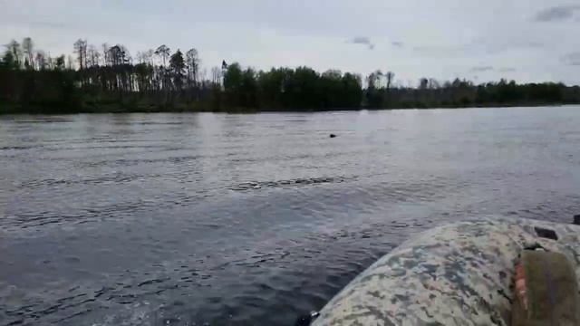 Топляки что это? Откуда? Северные реки с топляками, лодка MISHIMO, мотор YAMAHA