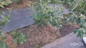 Когда лучше сажать голубику???