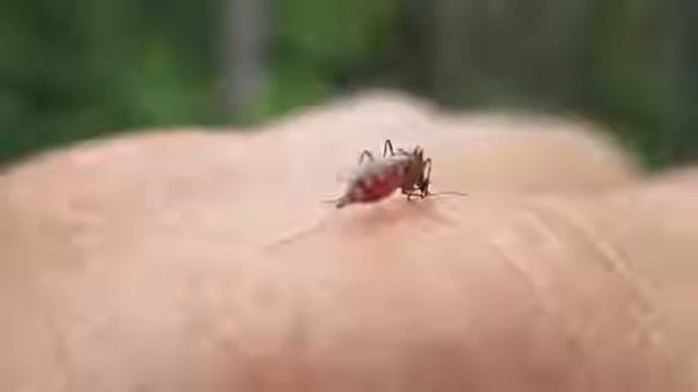 Комар пьёт кровь и ... смотреть онлайн