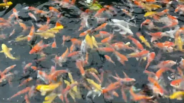 Видео обои) смотреть онлайн