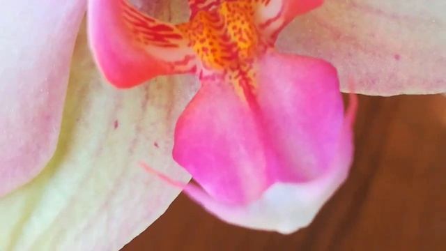 ПО ПРОСЬБЕ! СРАВНИМ МИКИМОТО И РАДУГУ....)