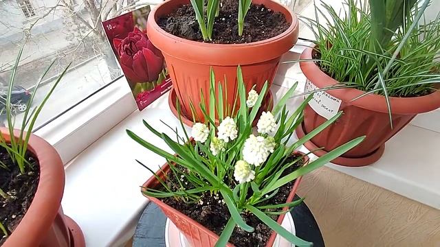 Тюльпаны, нарциссы, гиацинты, мускари. Цветение первоцветов в горшках для балкона. 22 марта 2023 смотреть онлайн