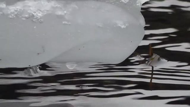 Зимняя песня. Ансамбль Пташица