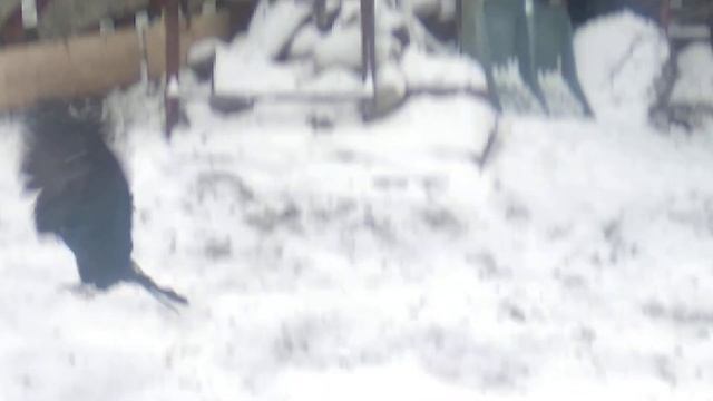 серый 4✓ 1 приказал долго жить !!!?? смотреть онлайн