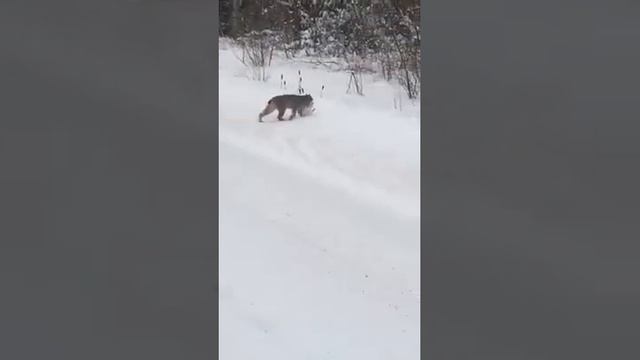 Рыси охотятся на зайца смотреть онлайн