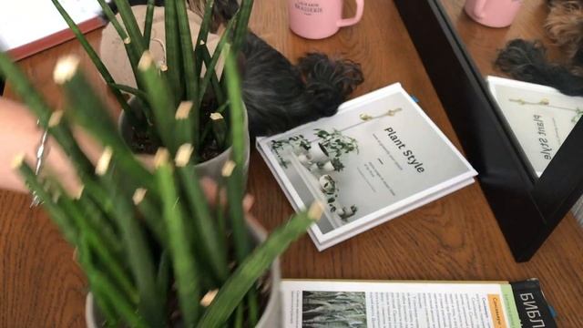 Сансевиерия в Домашних Условиях / Разновидности и Уход смотреть онлайн