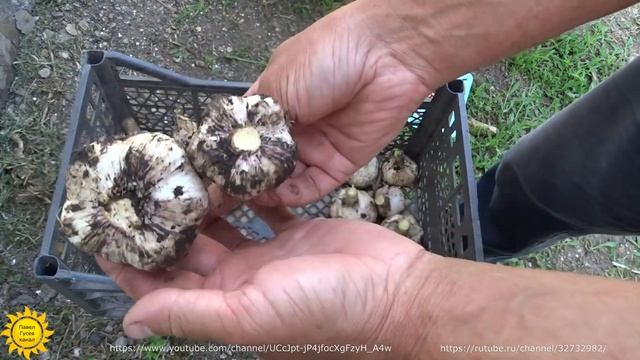 Выращивание чеснока под соломой и без неё, как лучше? смотреть онлайн