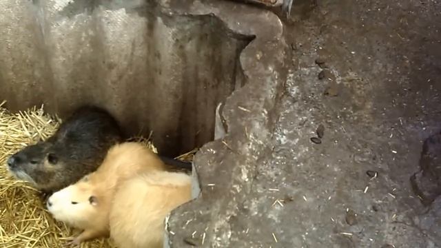 Важные корма и содержание нутрий-1. смотреть онлайн