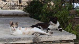 Кошачий монастырь, Кипр (Монастырь святого Николая / Agios Nikolaos ton Gaton Monastery).
