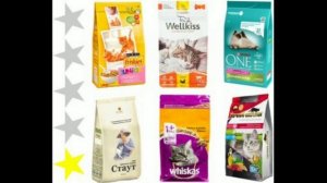 Сколько раз в день кормить кошку