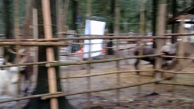 Красивые северные олени на фотосессию| 8 916 - 702-11-08 Москва смотреть онлайн