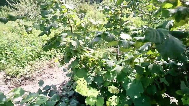 Фундук Шедевр, як завжди, Шедевр смотреть онлайн