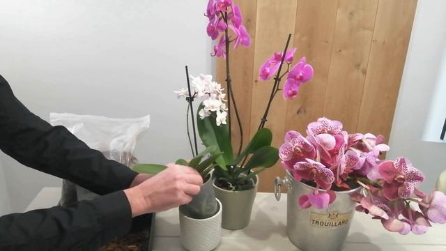 How to Care for Orchids Phalaenopsis The Moth Orchid. UK exotic house plants houseplant care tips. смотреть онлайн