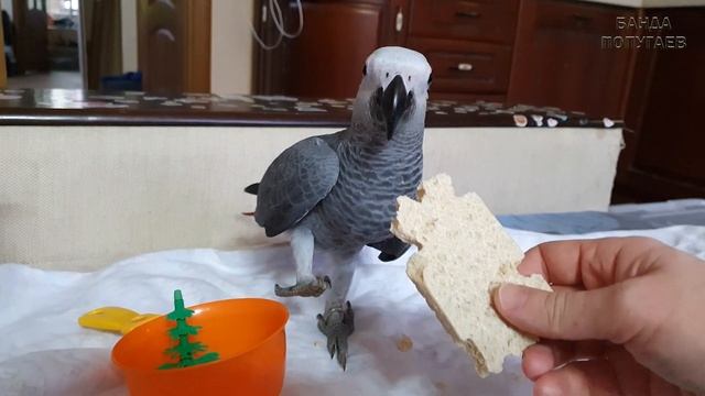 Попугай корелла распевается, жако учится, а волнистый купается) смотреть онлайн