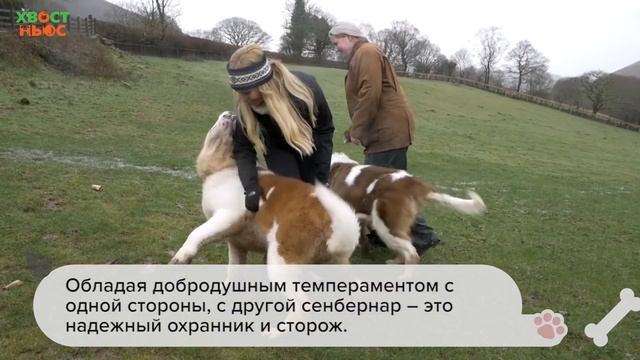 Все о породе сенбернар смотреть онлайн