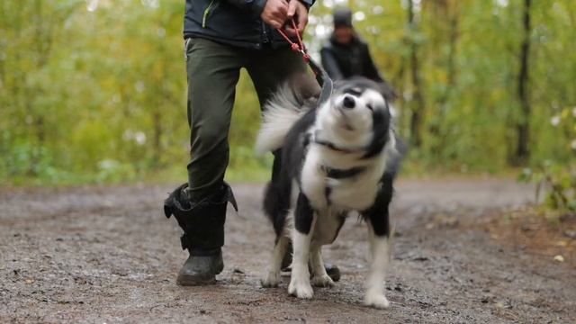 Драйленд "След в След" SAMOYED SLEDDOGS. смотреть онлайн